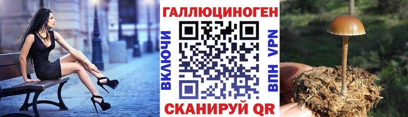 Галлюциногенные грибы Cubensis  Купить где  Зеленокумск 